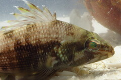 Centropristis striata