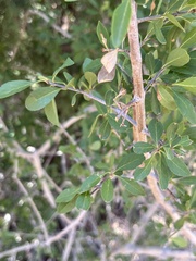 Forestiera