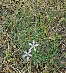 Stephanomeria pauciflora