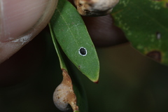 Tetraleurodes perileuca