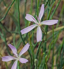 Stephanomeria pauciflora