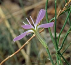 Stephanomeria pauciflora