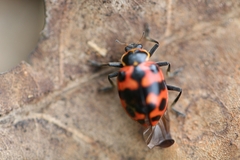 Coleomegilla occulta