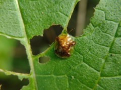 Helocassis testudinaria