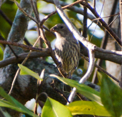 Haemorhous mexicanus