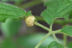 Neolasioptera farinosa