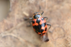 Coleomegilla occulta