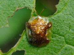 Helocassis testudinaria