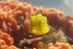 Acanthostracion quadricornis