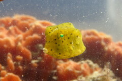 Acanthostracion quadricornis