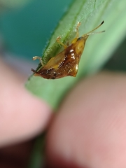 Helocassis testudinaria