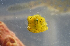 Acanthostracion quadricornis