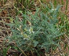 Astragalus drummondii