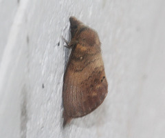 Kunugia latipennis