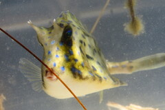 Acanthostracion quadricornis