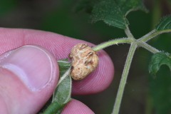 Neolasioptera farinosa