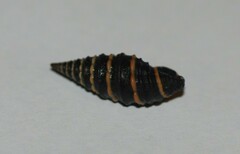 Zonulispira zonulata