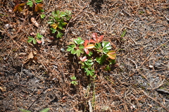 Sibbaldiopsis tridentata