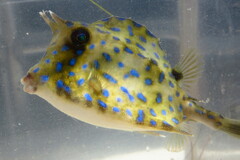 Acanthostracion quadricornis