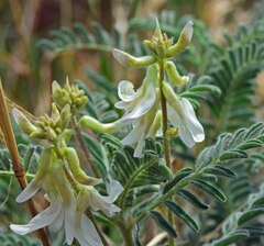 Astragalus drummondii