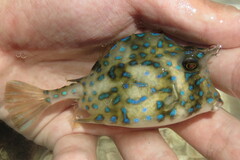 Acanthostracion quadricornis