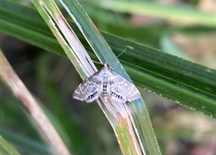 Petrophila canadensis