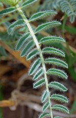 Astragalus drummondii