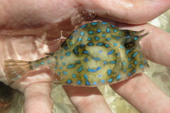 Acanthostracion quadricornis