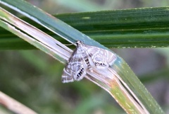 Petrophila canadensis