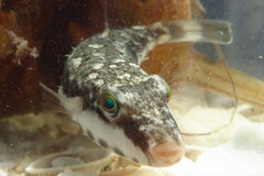 Sphoeroides spengleri