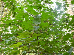 Physocarpus capitatus