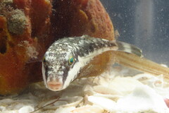 Sphoeroides spengleri