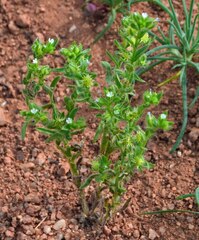 Lappula occidentalis