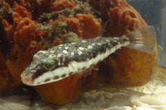 Sphoeroides spengleri