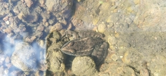 Lithobates neovolcanicus