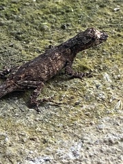 Anolis ortonii
