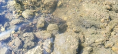 Lithobates neovolcanicus