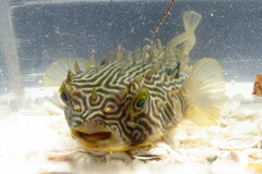 Chilomycterus schoepfii