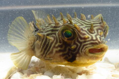 Chilomycterus schoepfii