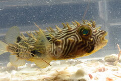 Chilomycterus schoepfii