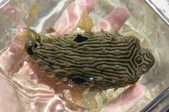 Chilomycterus schoepfii