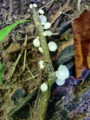 Fungi