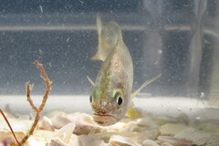 Bairdiella chrysoura