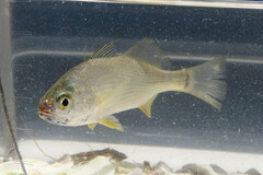 Bairdiella chrysoura