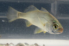 Bairdiella chrysoura