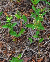 Apocynum cannabinum