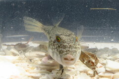 Sphoeroides nephelus