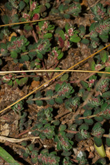 Euphorbia velleriflora
