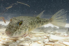 Sphoeroides nephelus