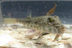 Sphoeroides nephelus